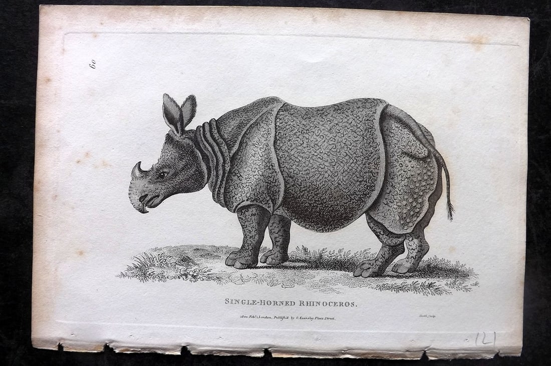 Shaw, George 1800 Antique Print. Single Horned Rhinoceros: Copper Plate Published 1800-26 by G.Kearsley, London for "General Zoology or Systematic Natural History" George Shaw. Paper Size: 9 x 6 inch (23 x 15cm) Minor background toning, otherwise good conditi
