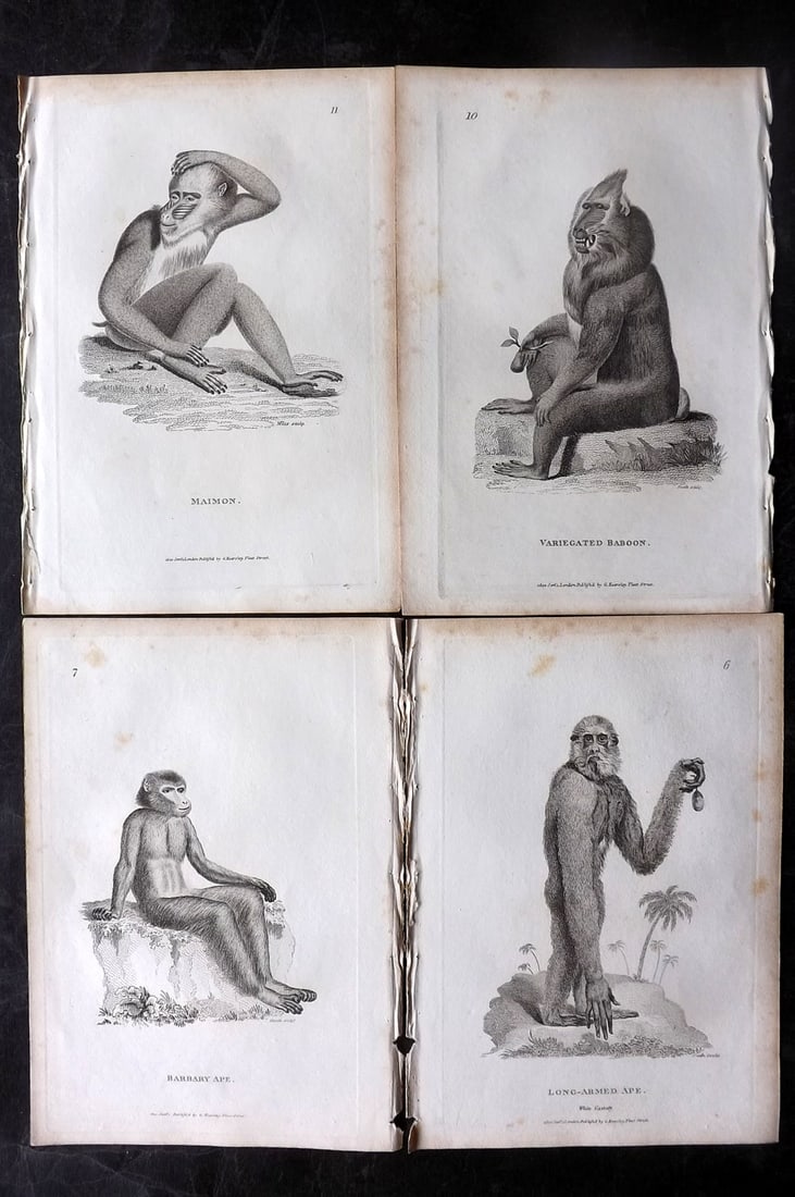 Shaw, George 1800 Lot of 4 Prints. Primates Monkeys: Copper Plate Published 1800-26 by G.Kearsley, London for "General Zoology or Systematic Natural History" George Shaw. Paper Size: 9 x 6 inch (23 x 15cm) Minor background toning, otherwise good conditi