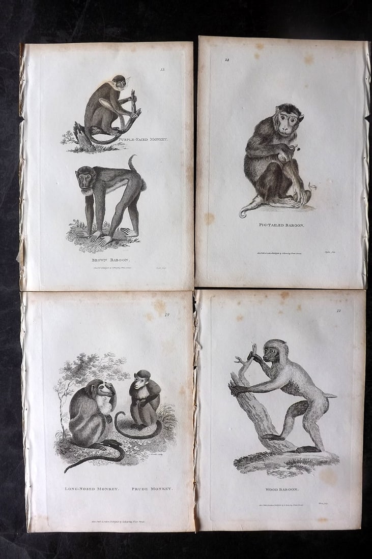 Shaw, George 1800 Lot of 4 Prints. Primates Monkeys: Copper Plate Published 1800-26 by G.Kearsley, London for "General Zoology or Systematic Natural History" George Shaw. Paper Size: 9 x 6 inch (23 x 15cm) Minor background toning, otherwise good conditi