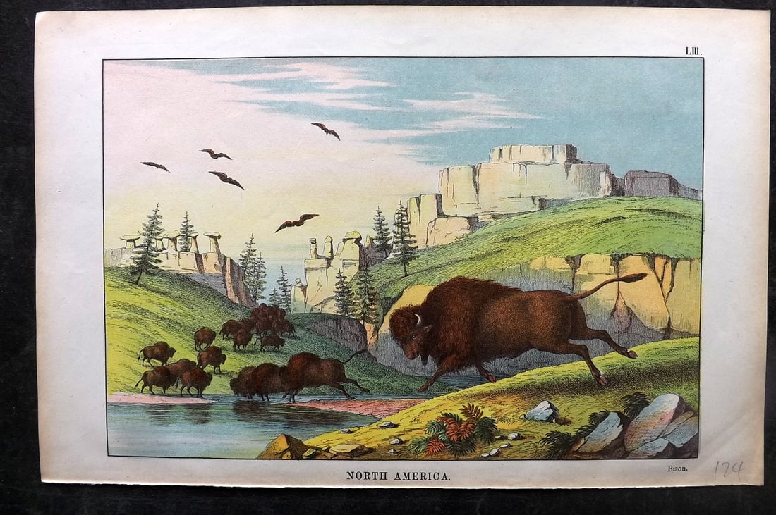 White, Adam 1872 HC Print. Bison - North America (1 of 1)
