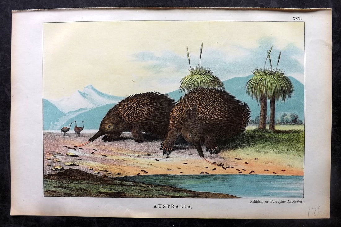 White, Adam 1872 HC Print. Echidna - Australia (1 of 1)