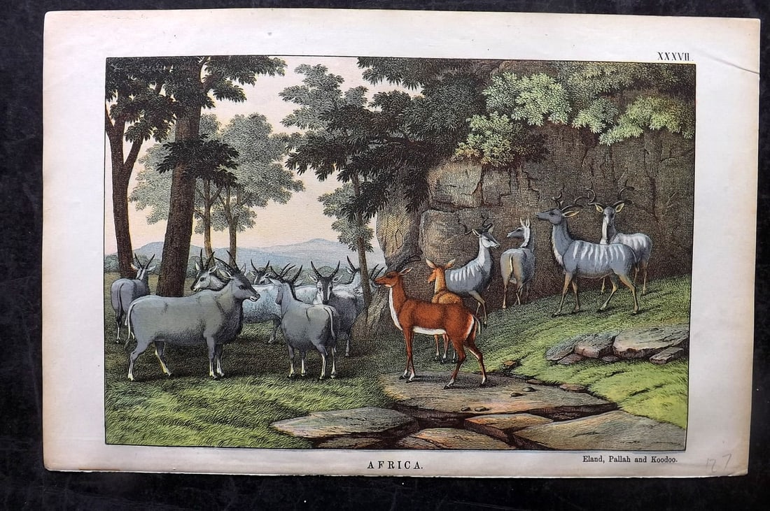 White, Adam 1872 HC Print. Eland, Pallah and Koodoo - Africa (1 of 1)