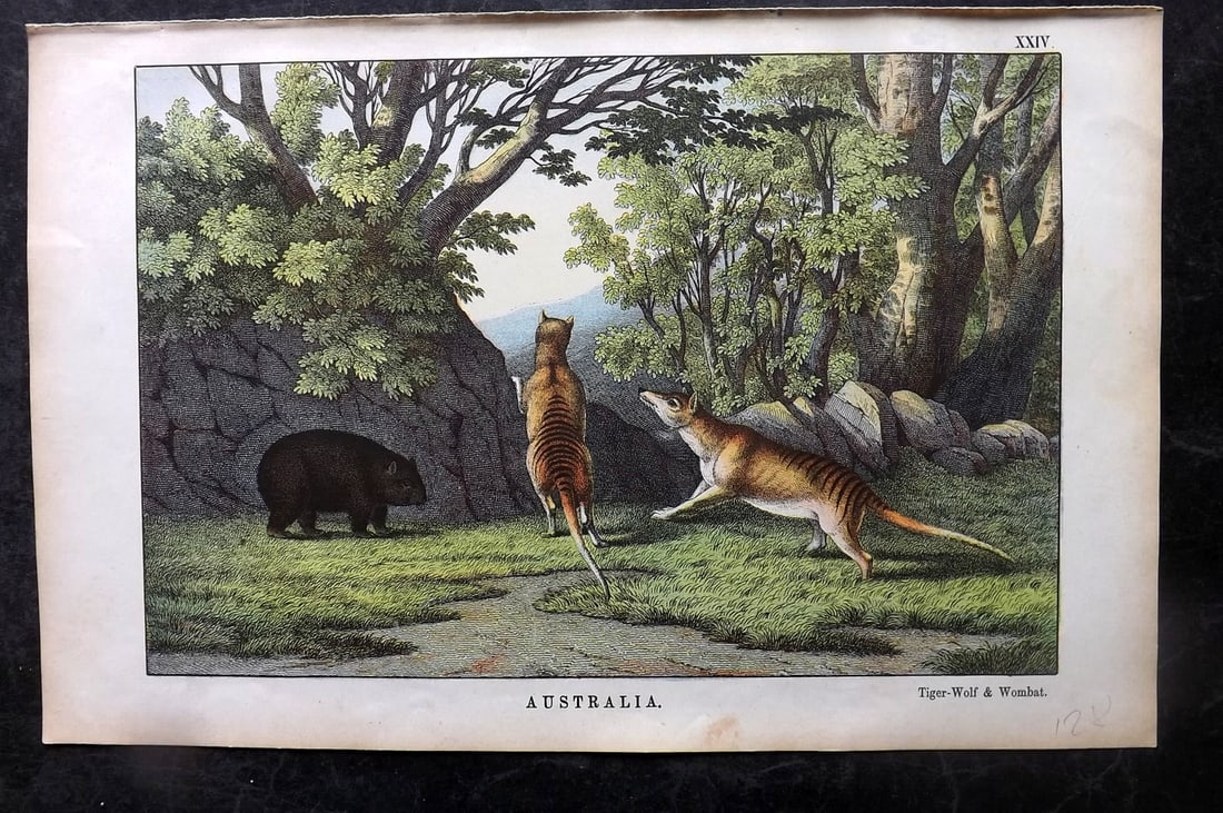 White, Adam 1872 HC Print. Extinct Tasmania Tiger & Wombat - Australia (1 of 1)
