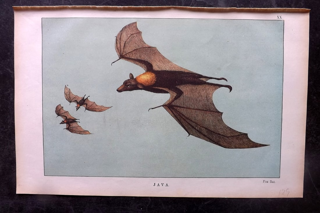 White, Adam 1872 HC Print. Fox Bat - Java (1 of 1)