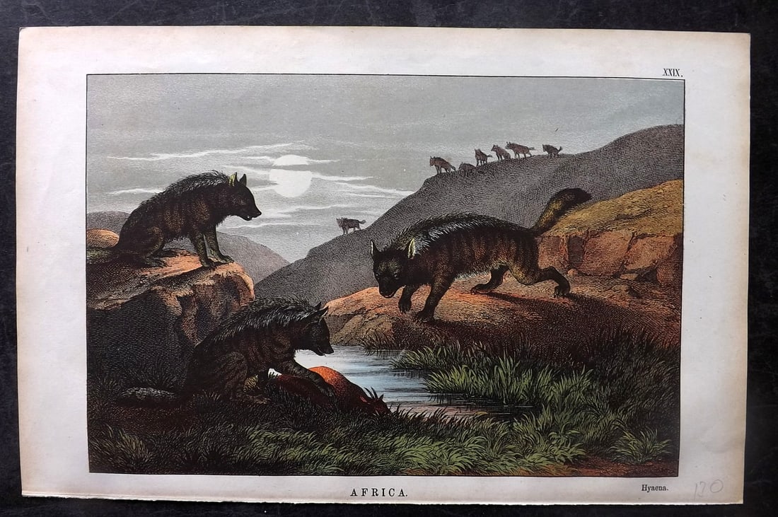 White, Adam 1872 HC Print. Hyena - Africa (1 of 1)