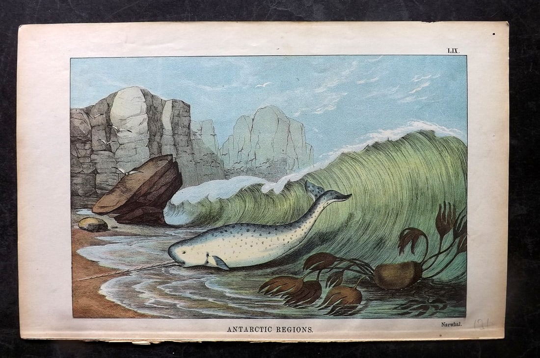 White, Adam 1872 HC Print. Narwhal - Antarctic Regions (1 of 1)