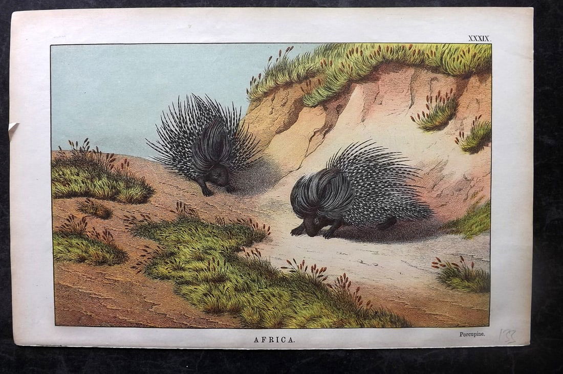 White, Adam 1872 HC Print. Porcupine - Africa (1 of 1)