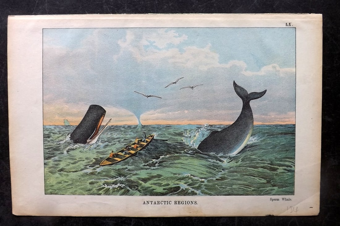 White, Adam 1872 HC Print. Sperm Whale - Antarctic Regions: Lithograph Published 1867-72, Edinburgh for "The Instructive Picture Book..." by Adam White. Printed in Colours and finished by hand. Paper Size: 13 x 8 inch (33 x 21cm) Good Condition