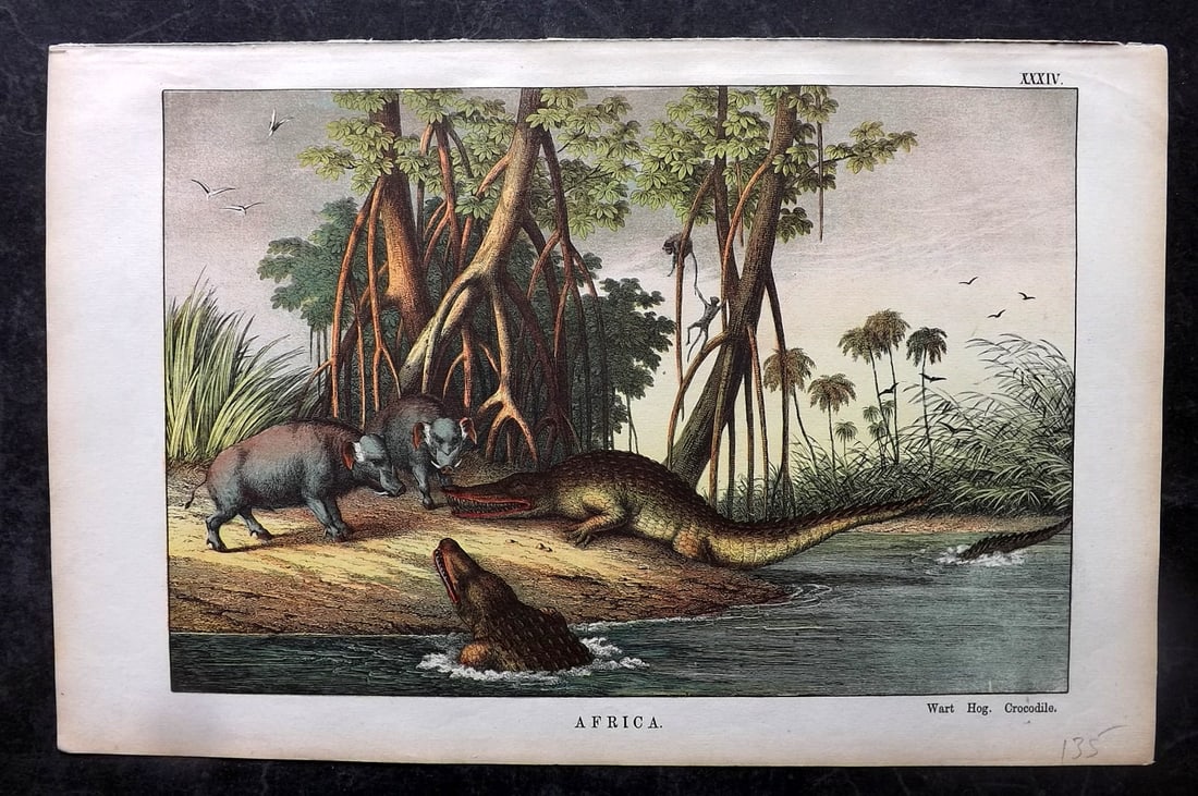 White, Adam 1872 HC Print. Warthog, Crocodile - Africa (1 of 1)