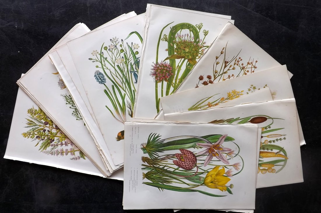 Pratt, Anne 1891 Lot of 26 Antique Botanical Prints: Chromolithographs Published 1889-91, London for "The Flowering Plants and Ferns of Great Britain" by Anne Pratt. Paper Size: 9.5 x 6 inch (24 x 16cm) Good Condition