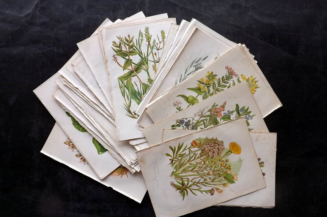 Pratt, Anne 1891 Lot of 50 Antique Botanical Prints (1 of 7)
