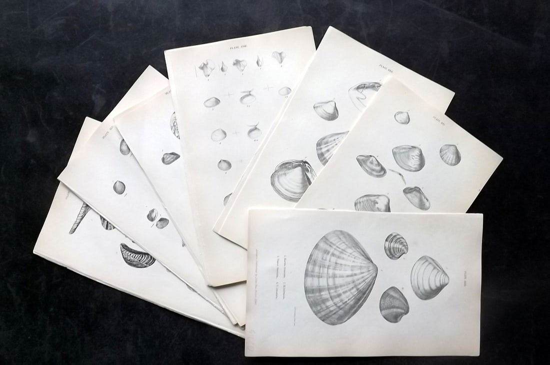 Forbes, Edward 1853 Lot of 24 Antique Shell Prints (1 of 5)