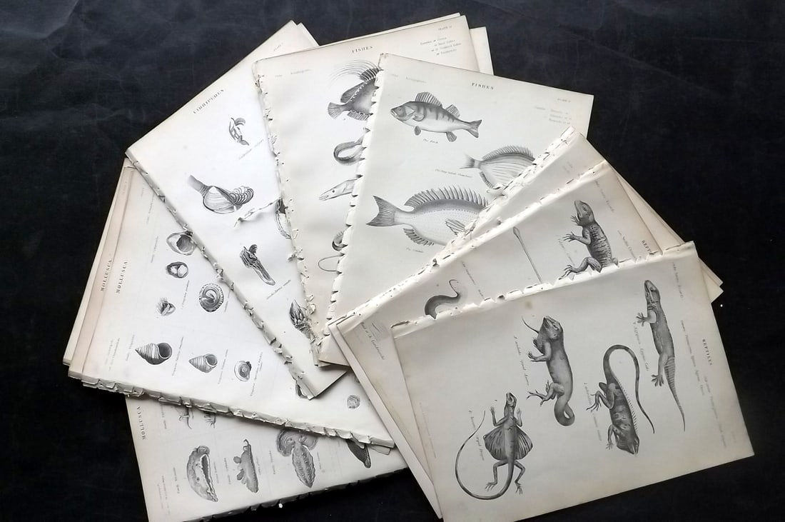 Richardson, John 1862 Lot of 30 Natural History Prints: Steel Engraving/Etching Published 1859-62 by William Mackenzie, Edinburgh & London for "The Museum of Natural History" by John Richardson. Paper Size: 10.5 x 7 inch (27 x 18cm) Good Condition