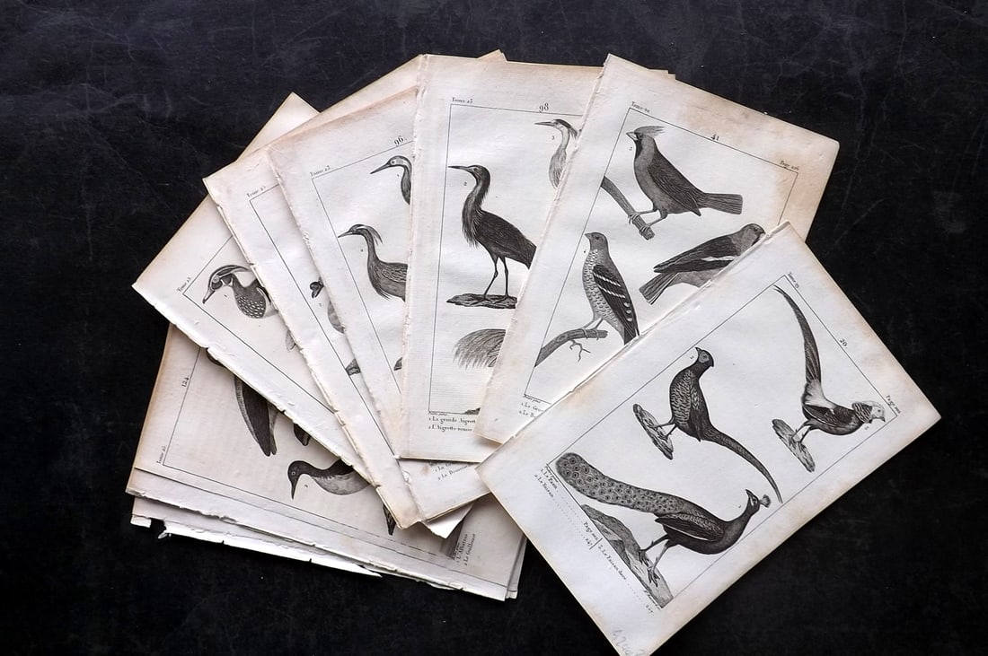 Buffon, Comte de 1825 Lot of 15 Antique Bird Prints: Copper Plate Published 1825, Paris for "Oeuvres Completes De Buffon" by the Comte de Buffon and Bernard Lacepede. Paper Size: 8 x 5 inch (20 x 13cm) Good Condition overall