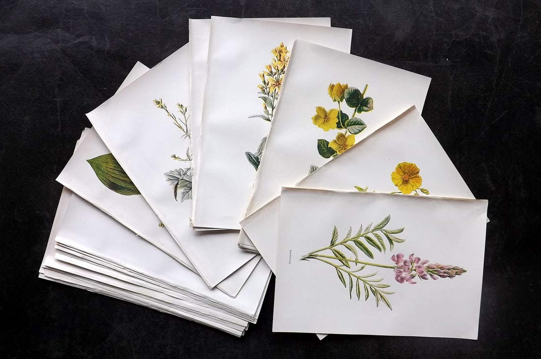 Hulme, Edward C1900 Lot of 38 Botanical Prints. Wild Flowers (1 of 7)