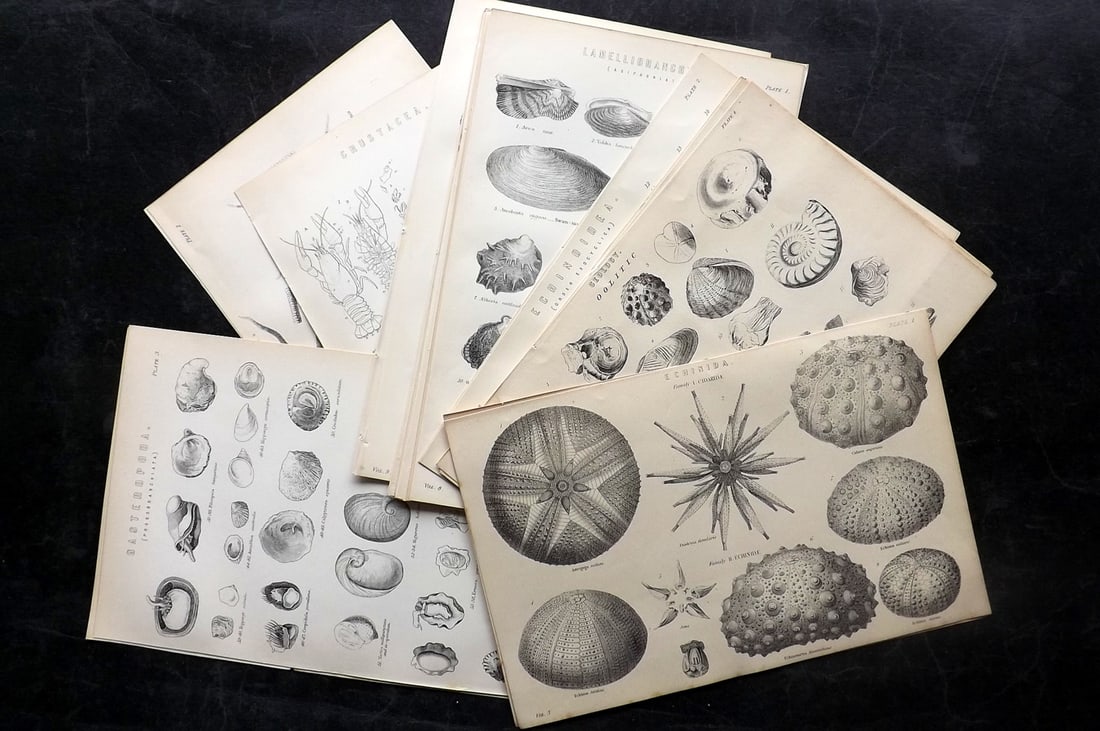 National Encyclopedia 1891 Lot of 30 Shells & Sea Life Prints (1 of 6)