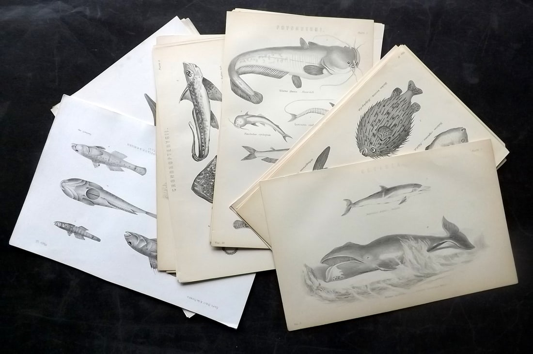 Fish 19th Cent. Lot of 24 Prints by Francis Day & The National Encyclopedia (1 of 6)