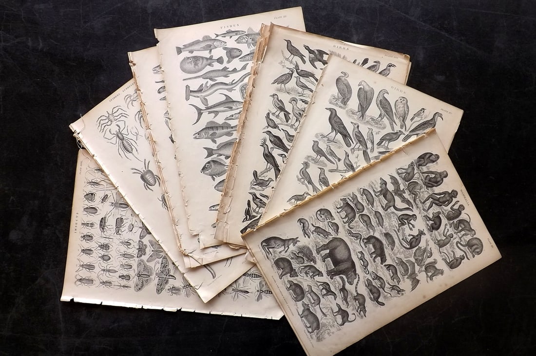 Goldsmith, Oliver 1876 Lot of 16 Natural History & Bird Prints: Steel Engravings Published C1860 by Blackie & Son, London for "A History of the Earth and Animated Nature" by Oliver Goldsmith. Paper Size: 9.5 x 6 inch (24 x 16cm) A few small margin tears, otherwise