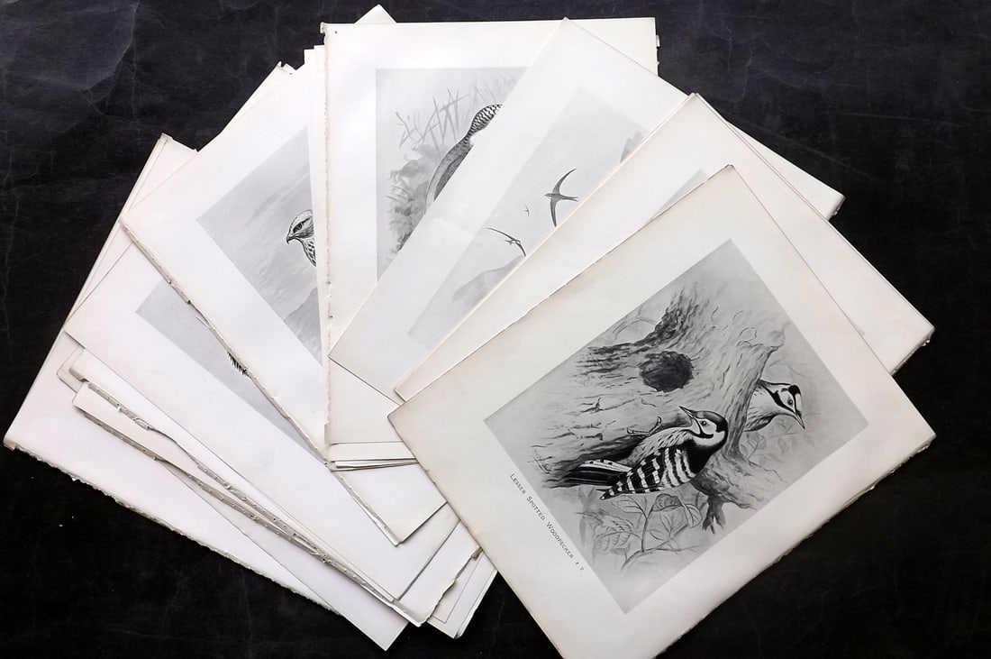 Frohawk, Frederick 1898 Lot of 20 Antique Bird Prints: Offset Lithographs Published 1896-98, London for "British Birds with their Nests and Eggs" by Arthur G. Butler. Illustrated by Frederick William Frohawk. Paper Size: 12 x 9.5 inch (30 x 24cm) Good Con