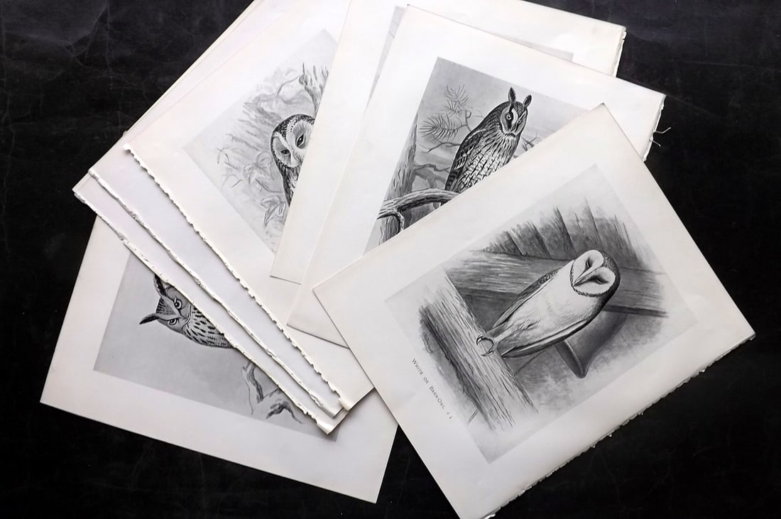 Frohawk, Frederick 1898 Lot of 9 Antique Bird Prints. Owls: Offset Lithographs Published 1896-98, London for "British Birds with their Nests and Eggs" by Arthur G. Butler. Illustrated by Frederick William Frohawk. Paper Size: 12 x 9.5 inch (30 x 24cm) Good Con