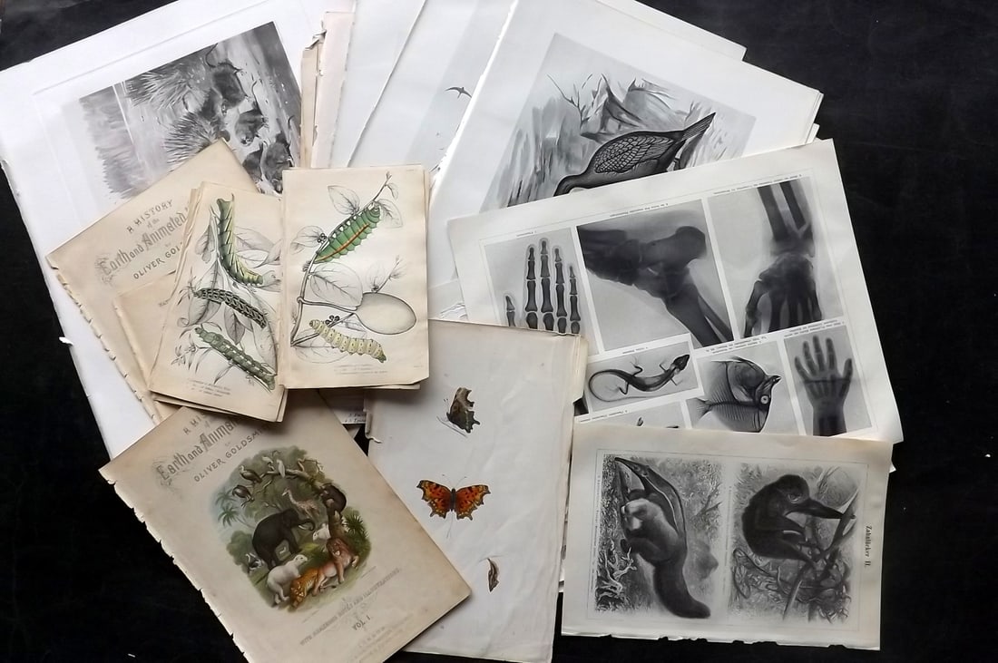 Natural History & Birds 19th Cent. Lot of 50 Antique Prints (1 of 10)