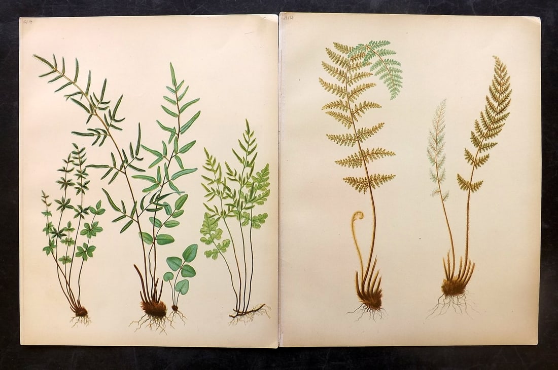 Eaton, Daniel 1882 Pair of Folio Antique Fern Prints (1 of 2)