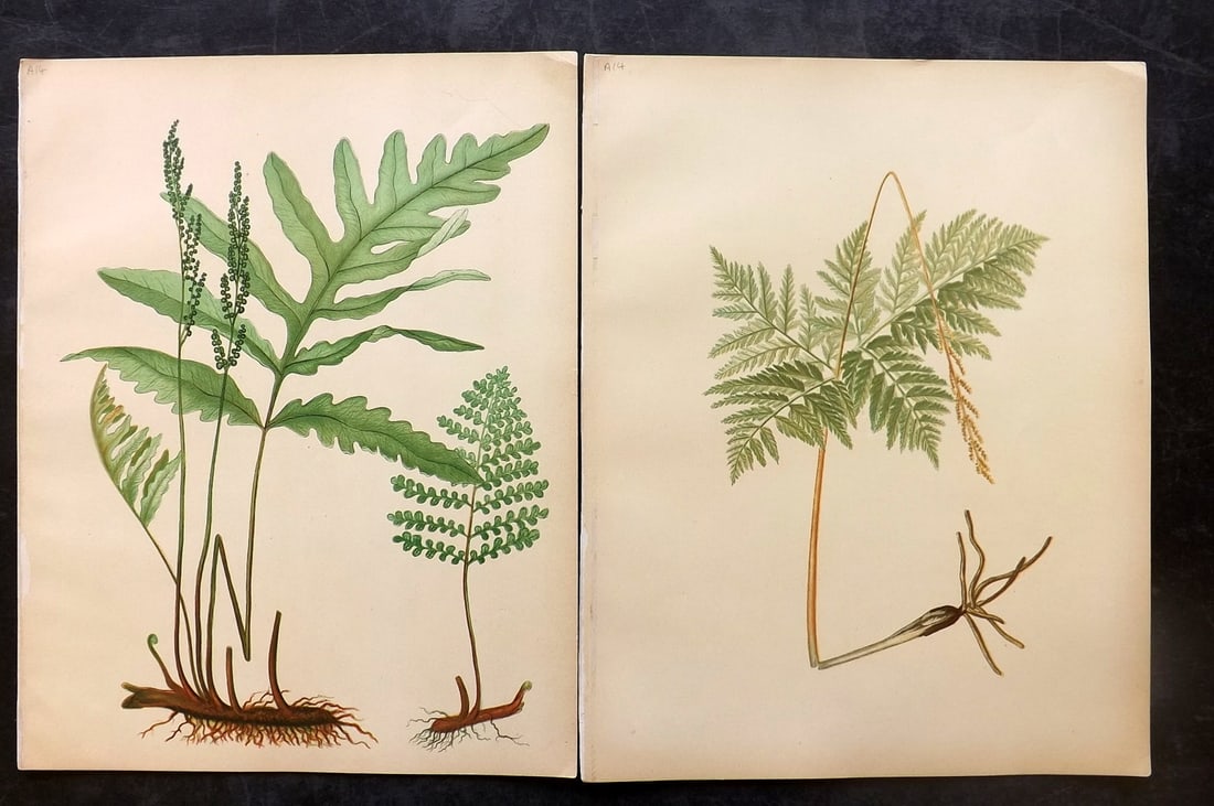 Eaton, Daniel 1882 Pair of Folio Antique Fern Prints (1 of 2)
