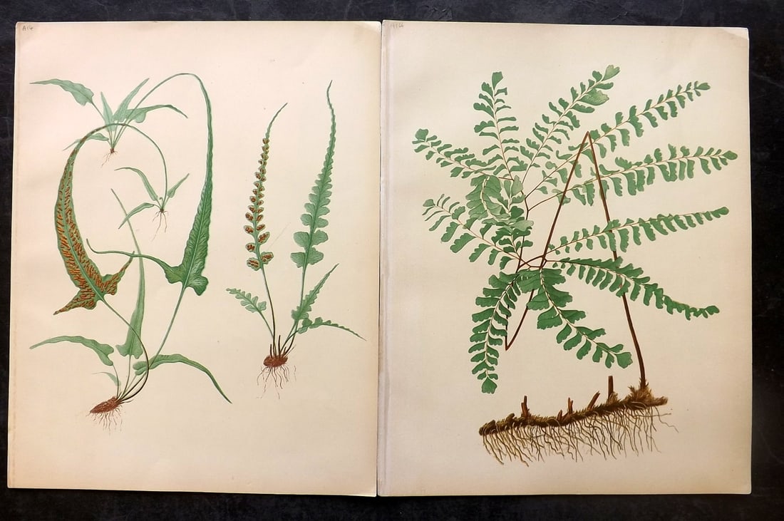 Eaton, Daniel 1882 Pair of Folio Antique Fern Prints (1 of 2)