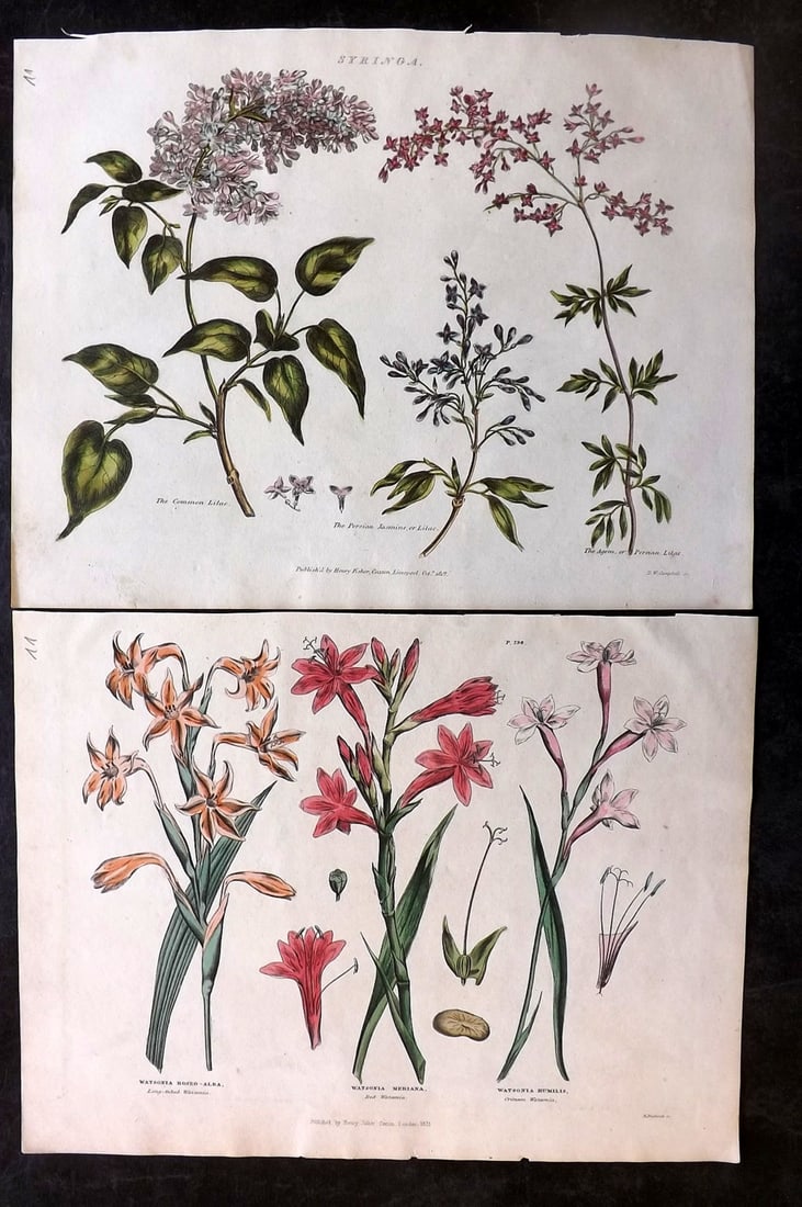 Green, Thomas C1820 Pair of Hand Col Botanical Prints (1 of 2)