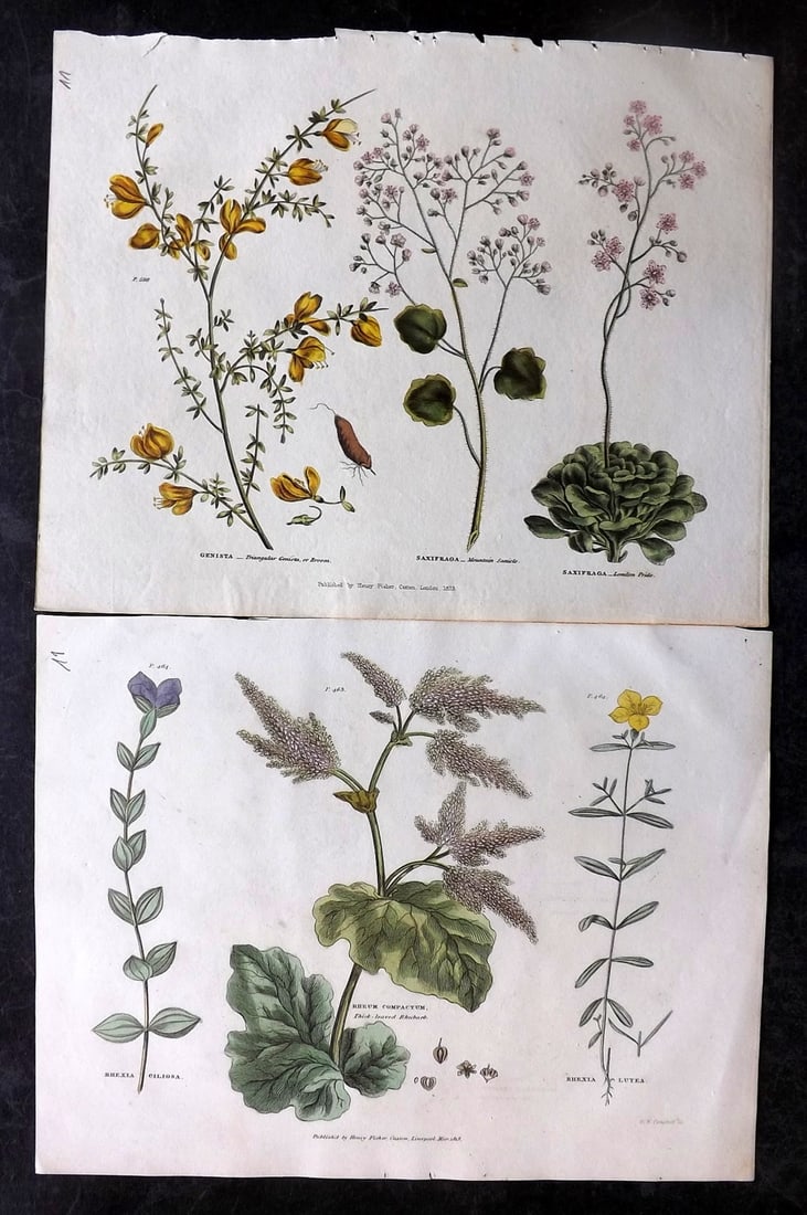 Green, Thomas C1820 Pair of Hand Col Botanical Prints (1 of 2)
