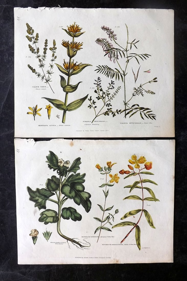 Green, Thomas C1820 Pair of Hand Col Botanical Prints (1 of 2)