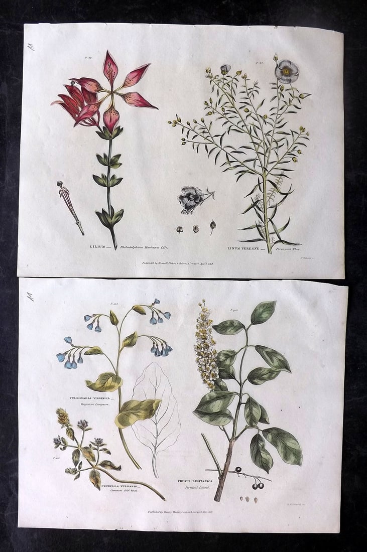 Green, Thomas C1820 Pair of Hand Col Botanical Prints (1 of 2)