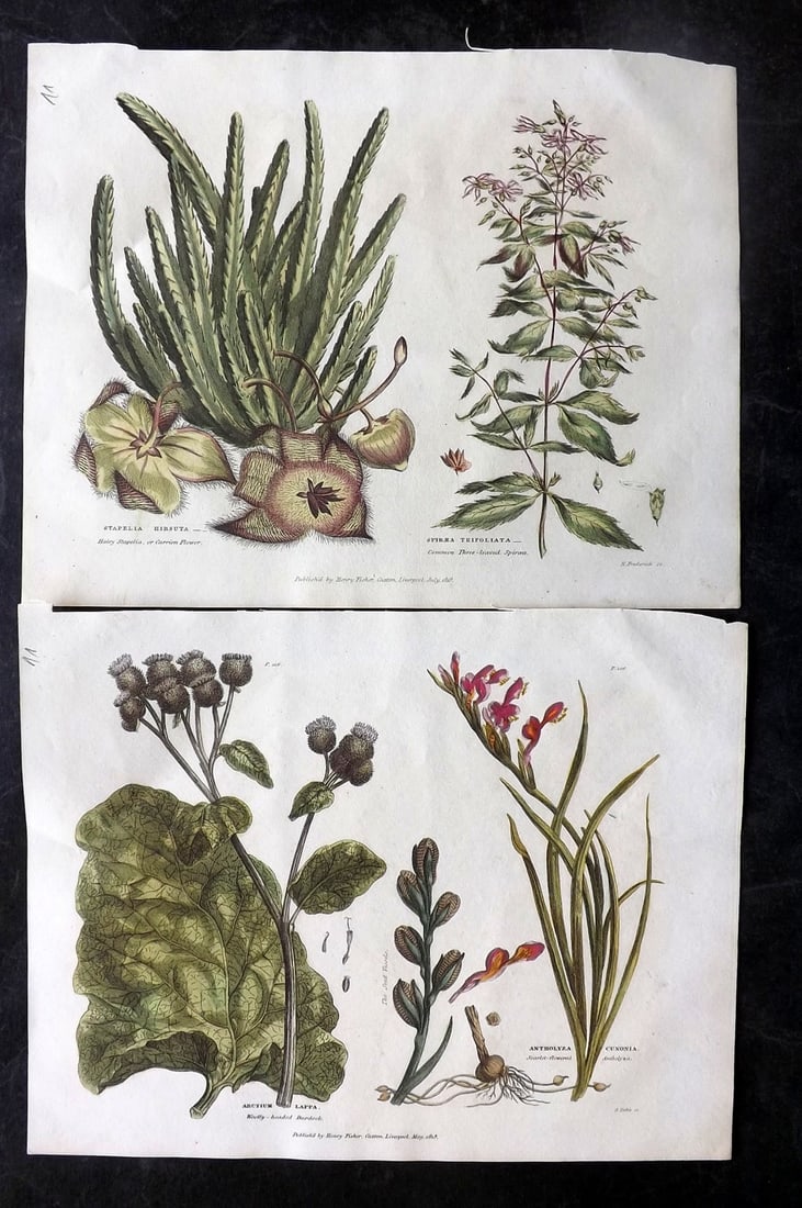 Green, Thomas C1820 Pair of Hand Col Botanical Prints (1 of 2)