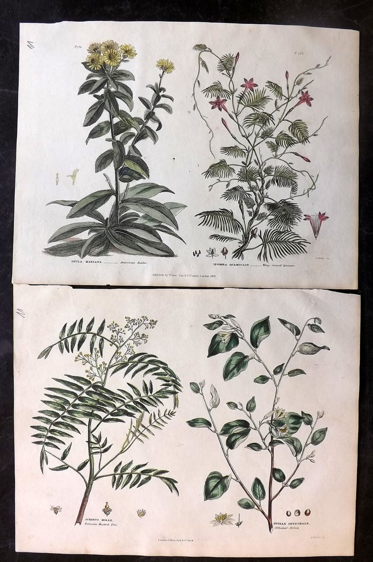 Green, Thomas C1820 Pair of Hand Col Botanical Prints (1 of 2)