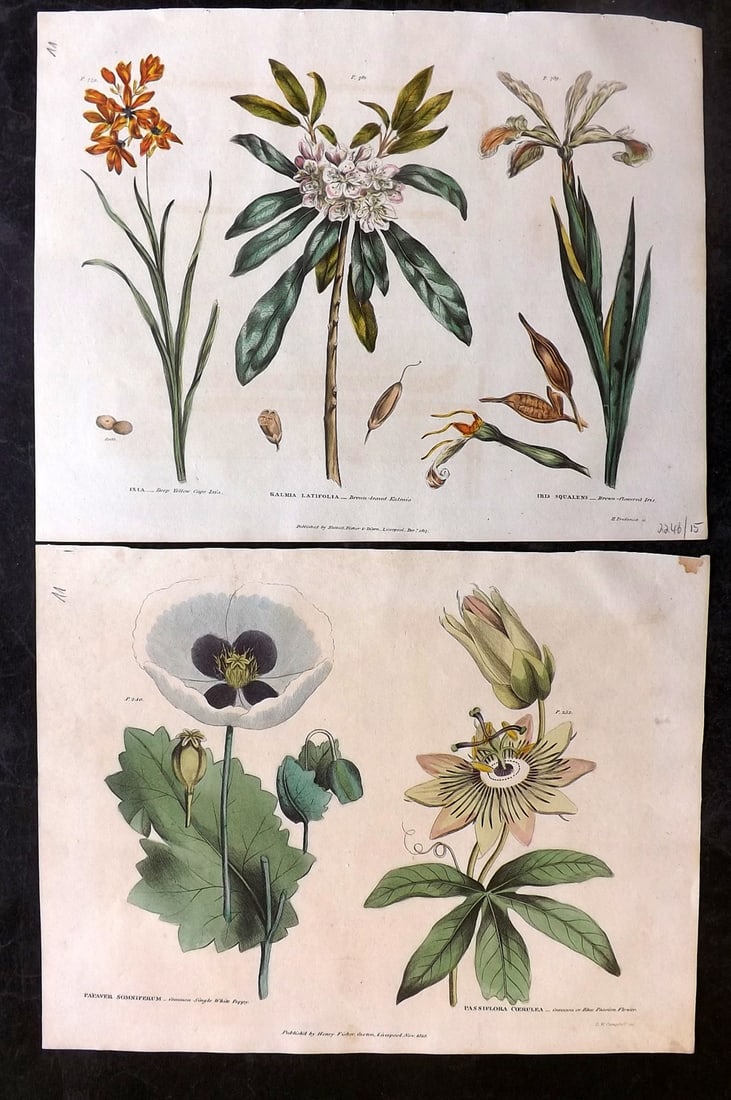 Green, Thomas C1820 Pair of Hand Col Botanical Prints (1 of 2)