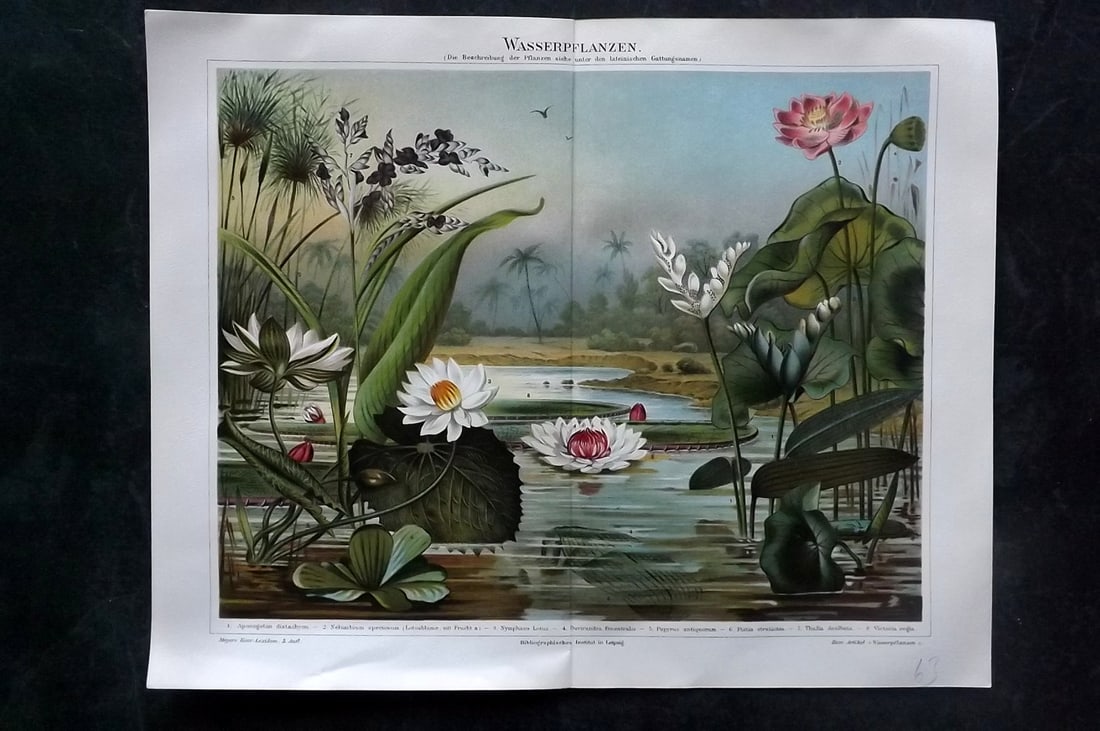 Meyer, Joseph 1898 Botanical Print. Water Plants (1 of 2)