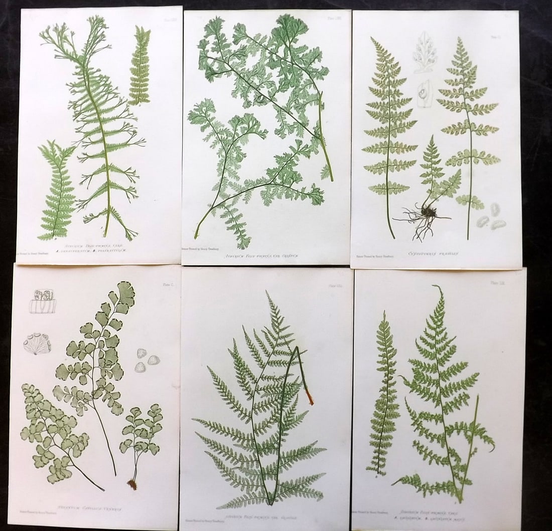 Moore & Bradbury 1860 Lot of 6 Nature Printed Ferns: Nature Printed Electrotypes Published 1859-60 by Bradbury & Evans, London for "The Octavo Nature-Printed British Ferns" by Thomas Moore. Paper Size: 9.5 x 6 inch (25 x 15cm) Minor background toning in