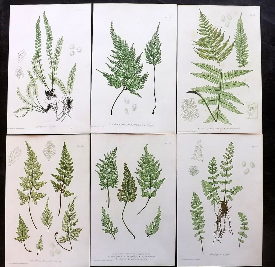 Moore & Bradbury 1860 Lot of 6 Nature Printed Ferns: Nature Printed Electrotypes Published 1859-60 by Bradbury & Evans, London for "The Octavo Nature-Printed British Ferns" by Thomas Moore. Paper Size: 9.5 x 6 inch (25 x 15cm) Minor background toning in