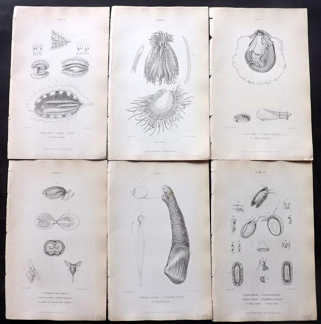 Forbes, Edward 1853 Lot of 6 Antique Shell Prints (1 of 2)