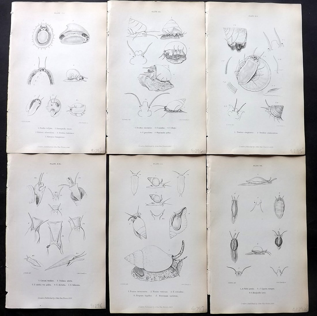 Forbes, Edward 1853 Lot of 6 Antique Shell Prints (1 of 2)