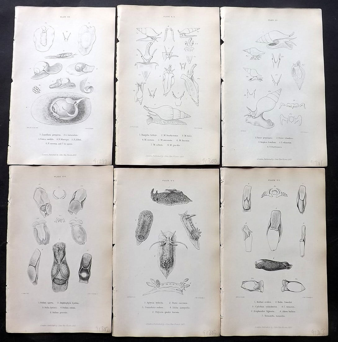Forbes, Edward 1853 Lot of 6 Antique Shell Prints (1 of 2)