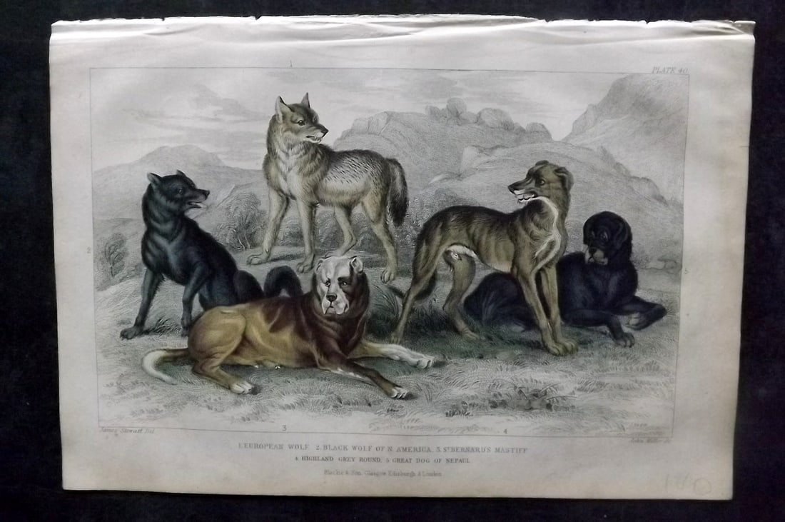 Goldsmith, Oliver 1864 Hand Col Print. Wolves & Dogs (1 of 1)