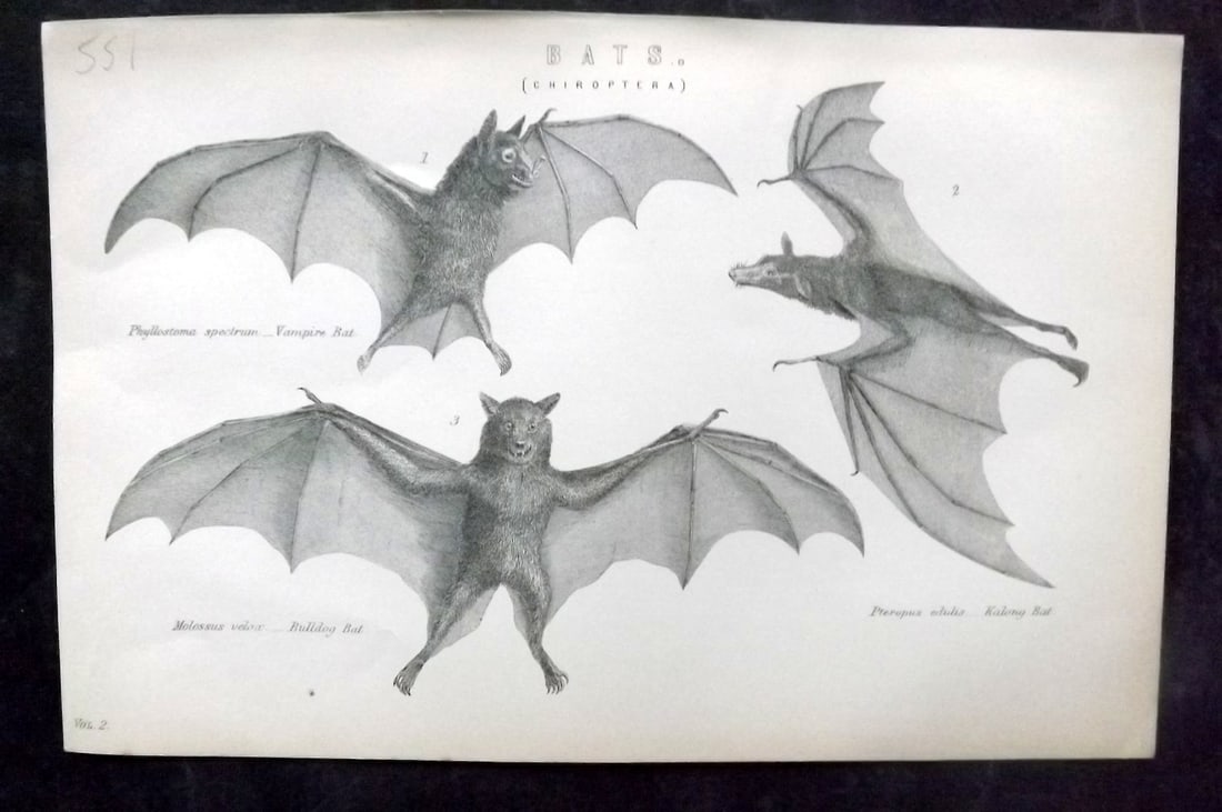 National Encyclopedia 1891 Antique Print. Bats (1 of 1)