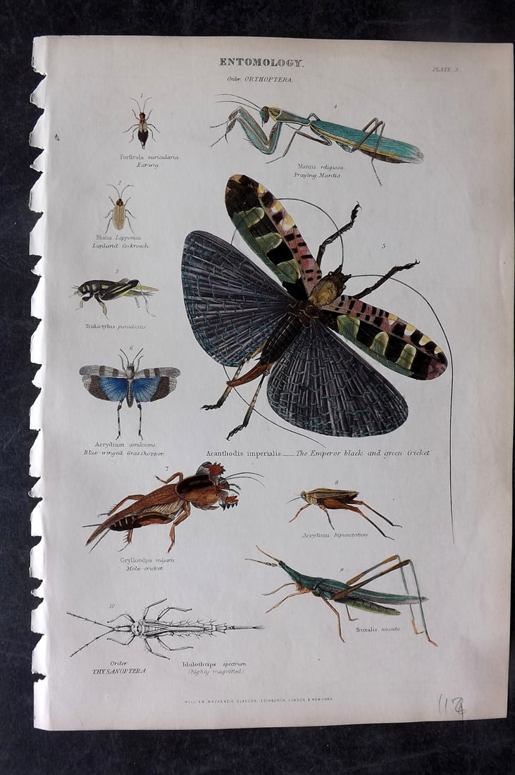 Richardson, John 1862 Hand Col Print. Crickets, Grasshopper, Insects: Hand Colored Steel Engraving/Etching Published 1859-62 by William Mackenzie, Edinburgh & London for "The Museum of Natural History" by John Richardson. Paper Size: 10.5 x 7 inch (27 x 18cm) Good Condi