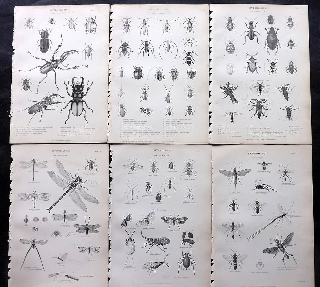 Richardson, John 1862 Lot of 6 Antique Insect Prints: Steel Engraving/Etching Published 1859-62 by William Mackenzie, Edinburgh & London for "The Museum of Natural History" by John Richardson. Paper Size: 10.5 x 7 inch (27 x 18cm) Good Condition