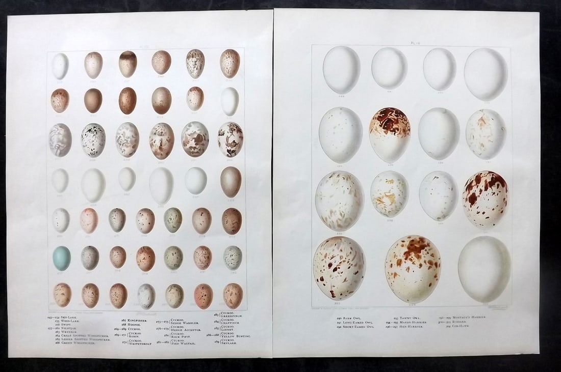 Frohawk, Frederick 1898 Pair of Folio Bird Egg Prints: Chromolithographs Published 1896-98, London for "British Birds with their Nests and Eggs" by Arthur G. Butler. Illustrated by Frederick William Frohawk. Paper Size: 12 x 9.5 inch (30 x 24cm) Good Cond