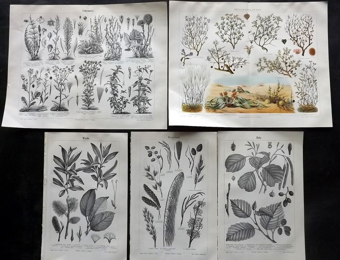 Meyer, Joseph 1898 Lot of 5 Antique Botanical Prints: 4 Lithographs and 1 Chromolithograph Published 1893-98, Leipzig and Vienna for "Meyers Konversations-Lexikon" by Joseph Meyer et al. Centre fold as issued. Paper Size: Up to 12 x 9.5 inch (30 x 24cm) 