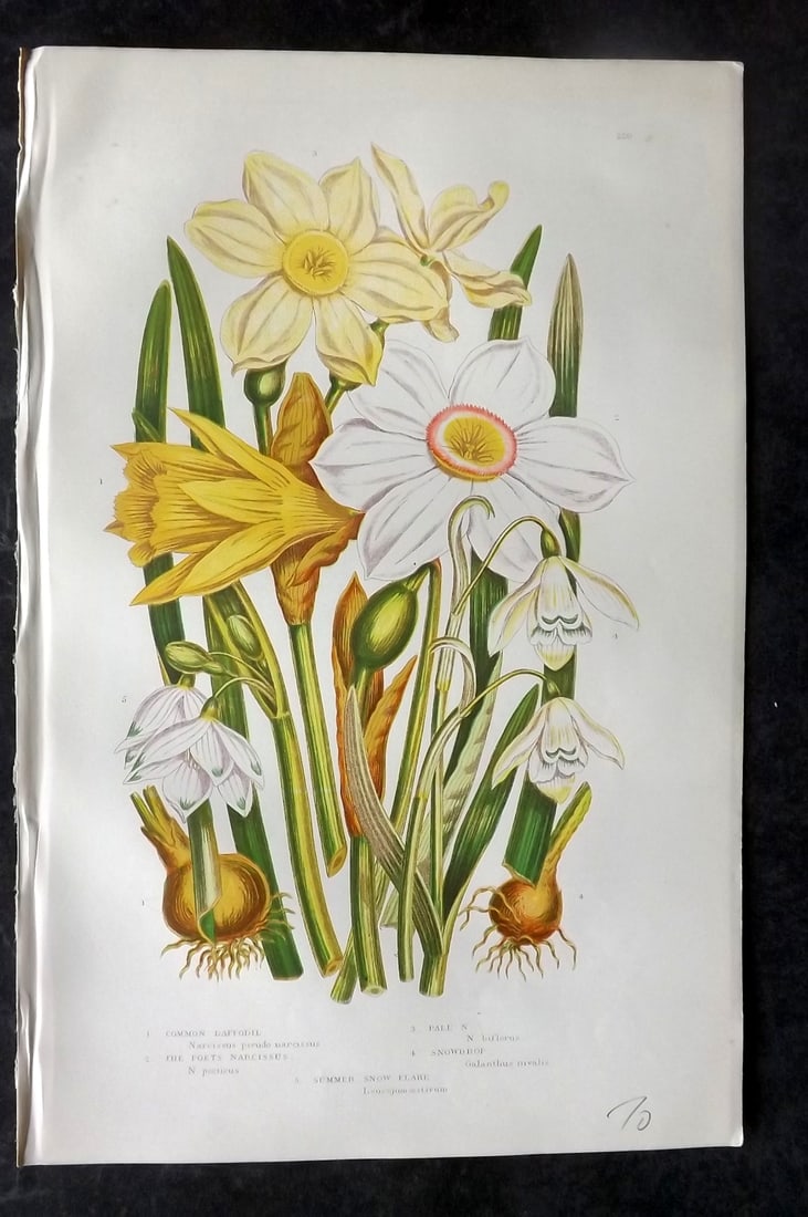 Pratt, Anne 1891 Antique Botanical Print. Daffodil Narcissus: Chromolithographs Published 1889-91, London for "The Flowering Plants and Ferns of Great Britain" by Anne Pratt. Paper Size: 9.5 x 6 inch (24 x 16cm) Good Condition