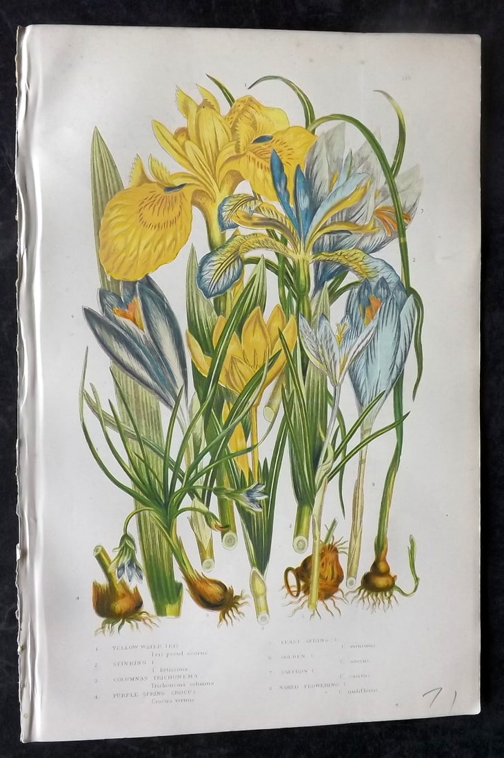 Pratt, Anne 1891 Antique Botanical Print. Iris & Crocus: Chromolithographs Published 1889-91, London for "The Flowering Plants and Ferns of Great Britain" by Anne Pratt. Paper Size: 9.5 x 6 inch (24 x 16cm) A couple of tiny background tone spots. Good Condi