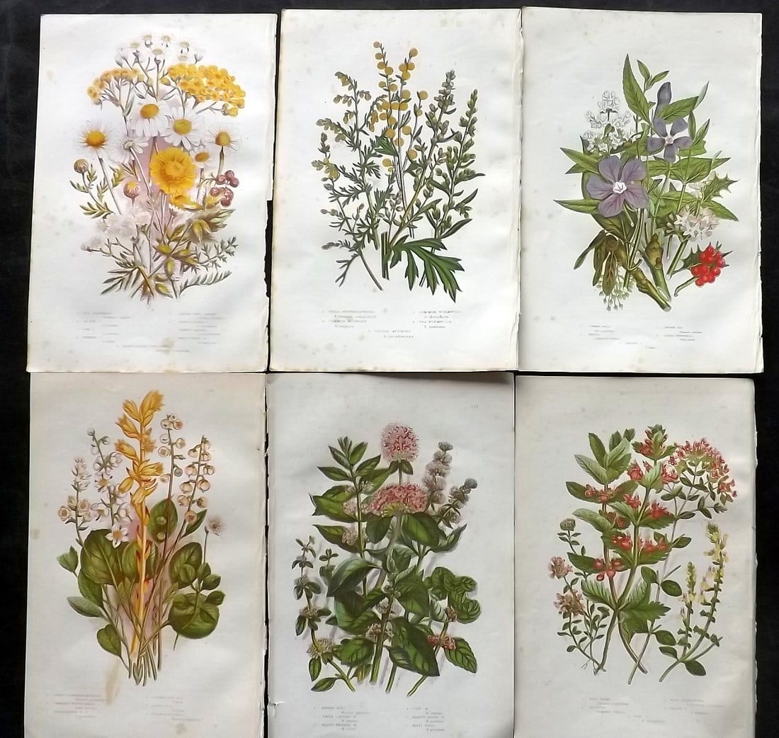 Pratt, Anne 1891 Lot of 6 Antique Botanical Prints: Chromolithographs Published 1889-91, London for "The Flowering Plants and Ferns of Great Britain" by Anne Pratt. Paper Size: 9.5 x 6 inch (24 x 16cm) Some background toning, otherwise Good Condition